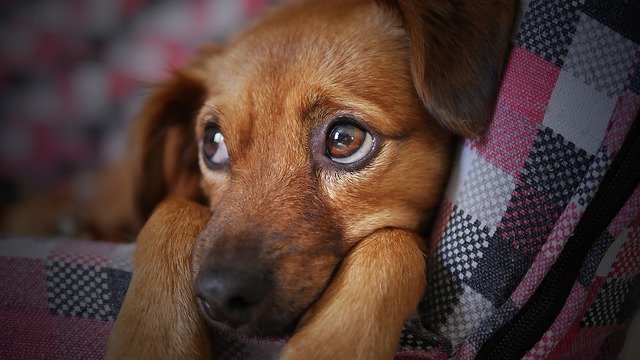 Hundesteuer und Anmeldung